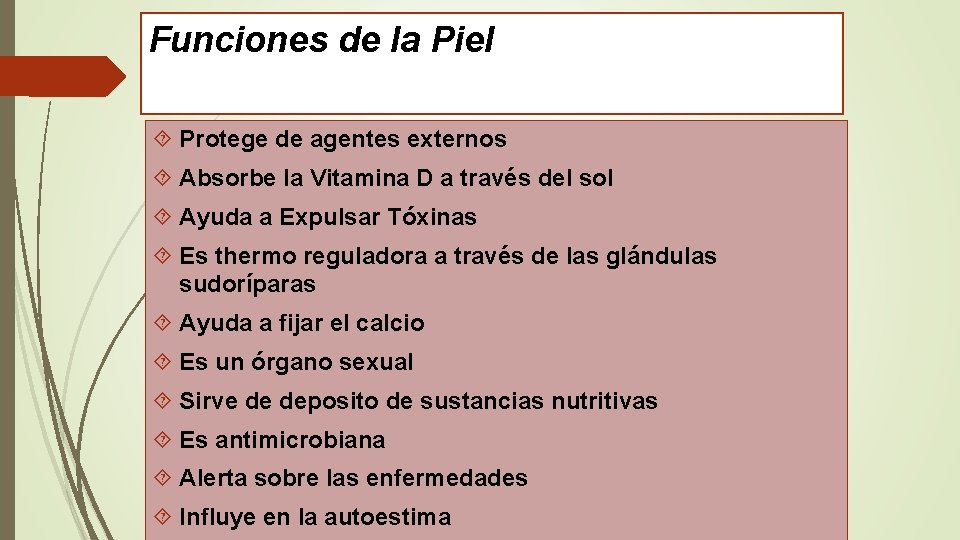 Funciones de la Piel Protege de agentes externos Absorbe la Vitamina D a través