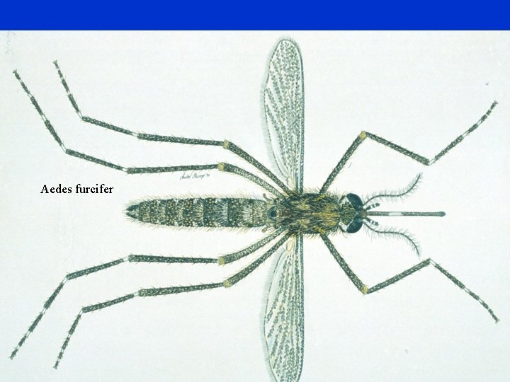 Aedes furcifer 