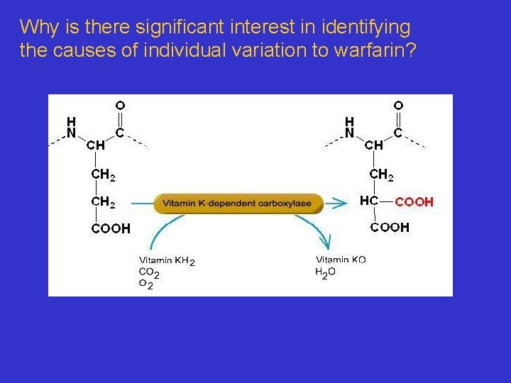Why is there significant interest in identifying the causes of individual variation to warfarin?