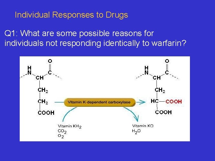 Individual Responses to Drugs Q 1: What are some possible reasons for individuals not