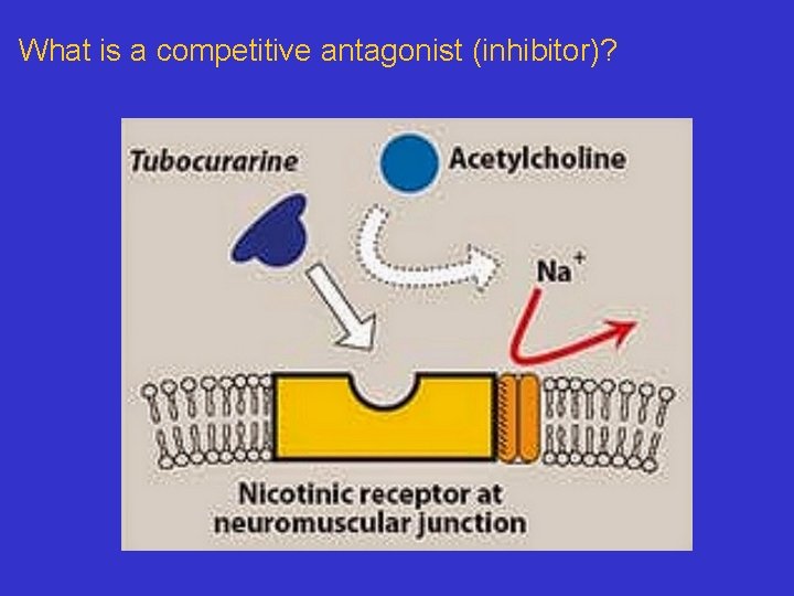 What is a competitive antagonist (inhibitor)? 