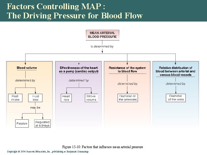 Factors Controlling MAP : The Driving Pressure for Blood Flow Figure 15 -10: Factors