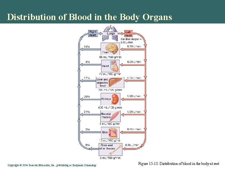 Distribution of Blood in the Body Organs Copyright © 2004 Pearson Education, Inc. ,