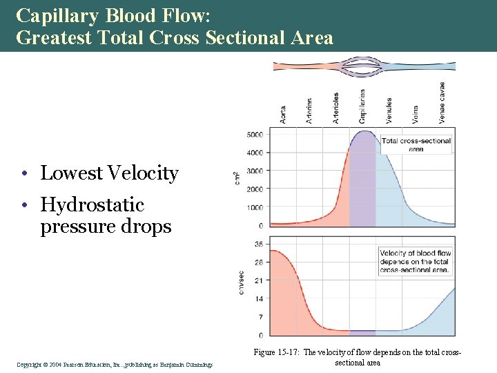 Capillary Blood Flow: Greatest Total Cross Sectional Area • Lowest Velocity • Hydrostatic pressure