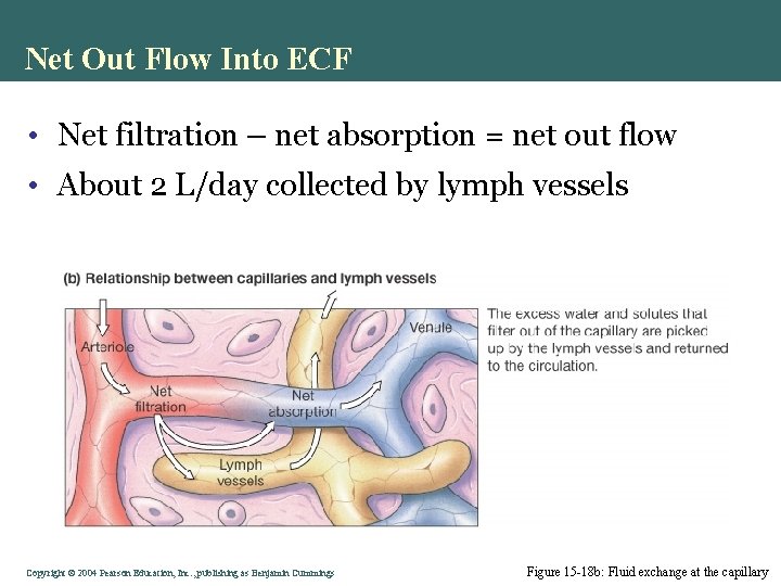 Net Out Flow Into ECF • Net filtration – net absorption = net out