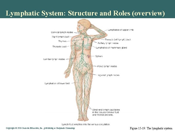 Lymphatic System: Structure and Roles (overview) Copyright © 2004 Pearson Education, Inc. , publishing