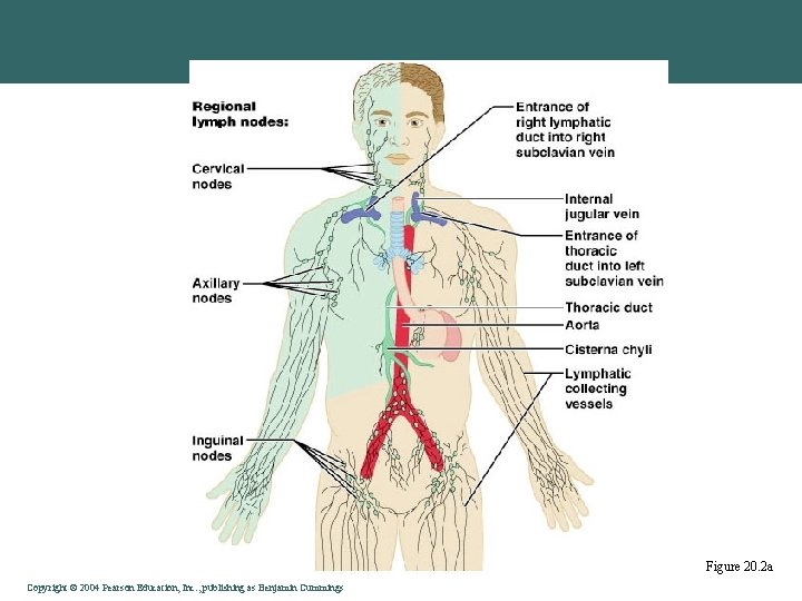 Figure 20. 2 a Copyright © 2004 Pearson Education, Inc. , publishing as Benjamin