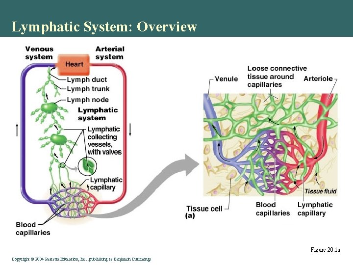 Lymphatic System: Overview Figure 20. 1 a Copyright © 2004 Pearson Education, Inc. ,