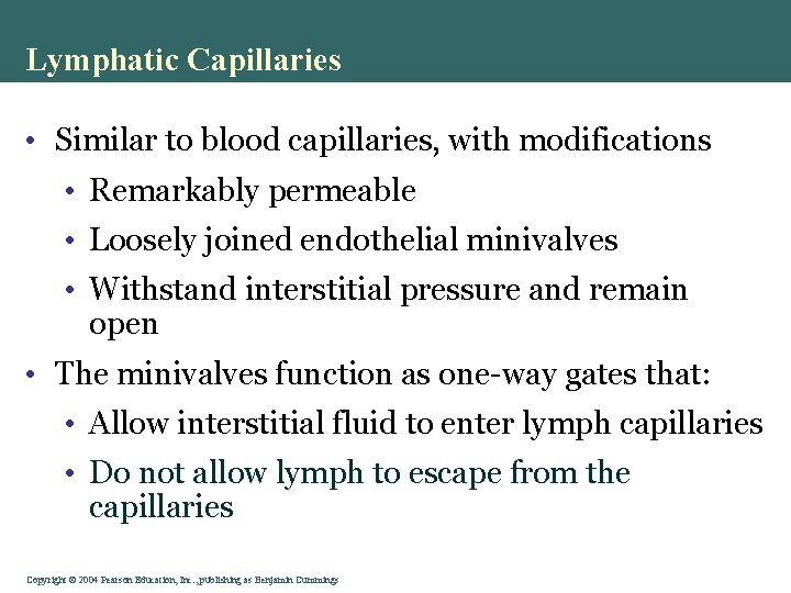 Lymphatic Capillaries • Similar to blood capillaries, with modifications • Remarkably permeable • Loosely