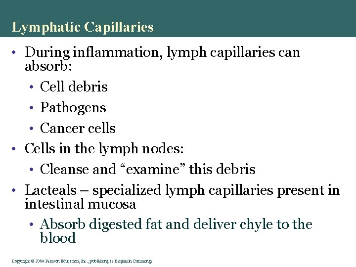 Lymphatic Capillaries • During inflammation, lymph capillaries can absorb: • Cell debris • Pathogens