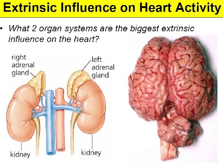 Copyright © 2004 Pearson Education, Inc. , publishing as Benjamin Cummings 