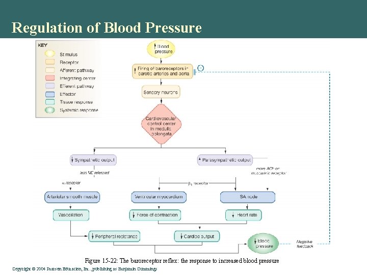 Regulation of Blood Pressure Figure 15 -22: The baroreceptor reflex: the response to increased