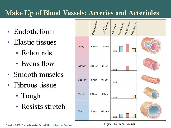 Make Up of Blood Vessels: Arteries and Arterioles • Endothelium • Elastic tissues •