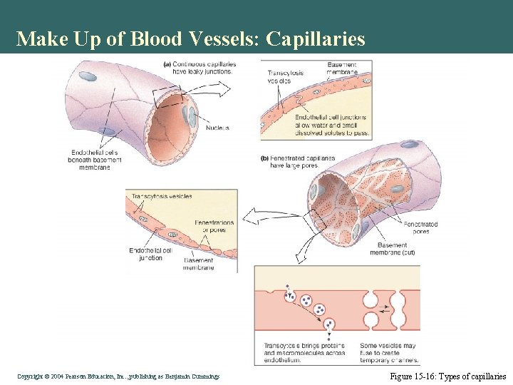 Make Up of Blood Vessels: Capillaries Copyright © 2004 Pearson Education, Inc. , publishing