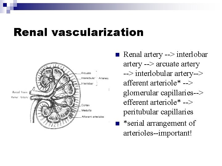 Renal vascularization n n Renal artery --> interlobar artery --> arcuate artery --> interlobular