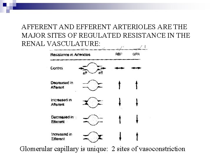 AFFERENT AND EFFERENT ARTERIOLES ARE THE MAJOR SITES OF REGULATED RESISTANCE IN THE RENAL