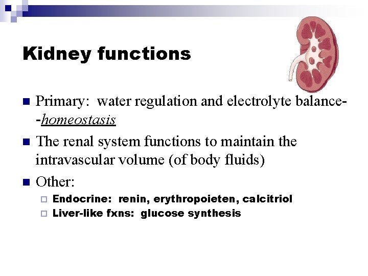 Kidney functions n n n Primary: water regulation and electrolyte balance-homeostasis The renal system