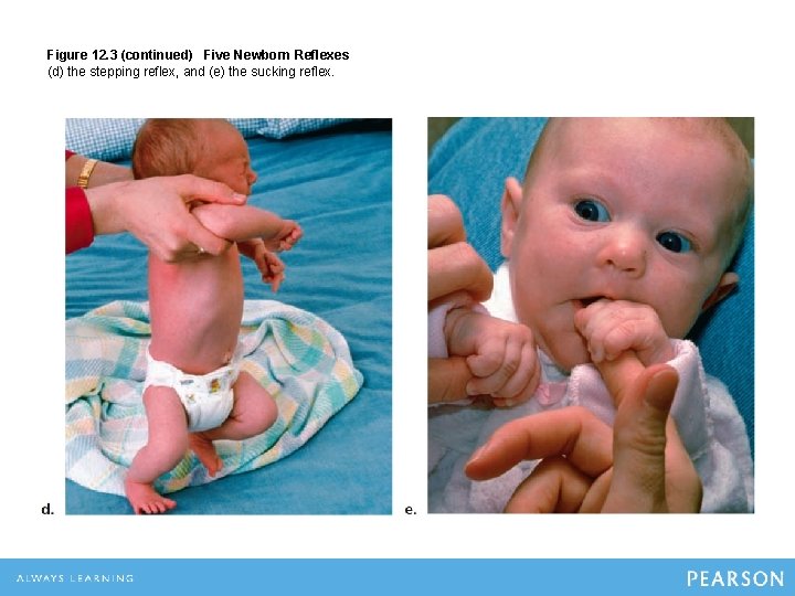 Figure 12. 3 (continued) Five Newborn Reflexes (d) the stepping reflex, and (e) the