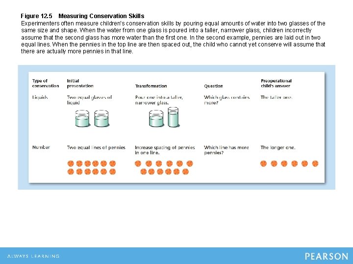 Figure 12. 5 Measuring Conservation Skills Experimenters often measure children's conservation skills by pouring