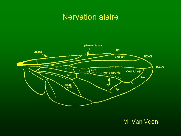Nervation alaire M. Van Veen 