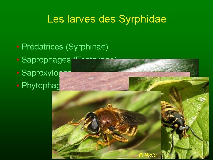 Les larves des Syrphidae • Prédatrices (Syrphinae) • Saprophages (Eristalinae) • Saproxylophages (Temnostoma) •