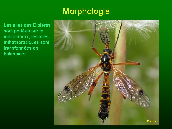 Morphologie Les ailes des Diptères sont portées par le mésothorax, les ailes métathoraciques sont