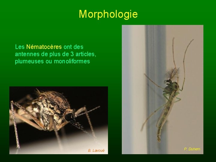 Morphologie Les Nématocères ont des antennes de plus de 3 articles, plumeuses ou monoliformes