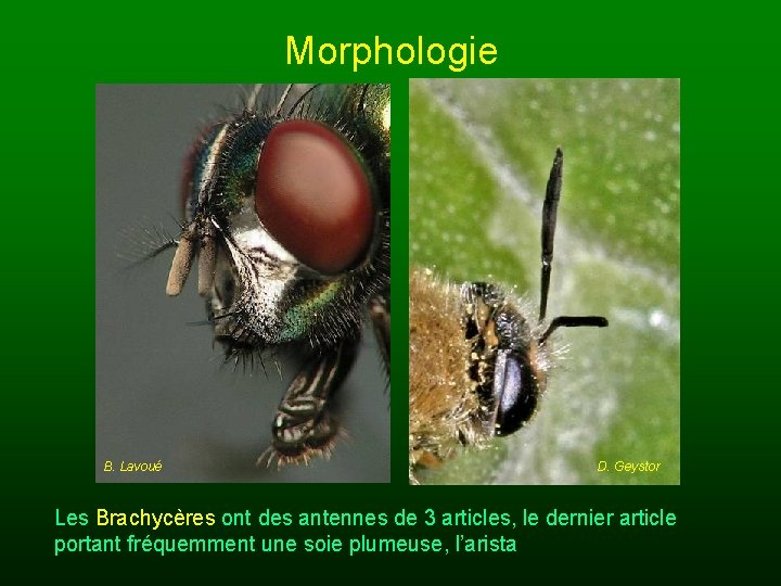 Morphologie B. Lavoué D. Geystor Les Brachycères ont des antennes de 3 articles, le