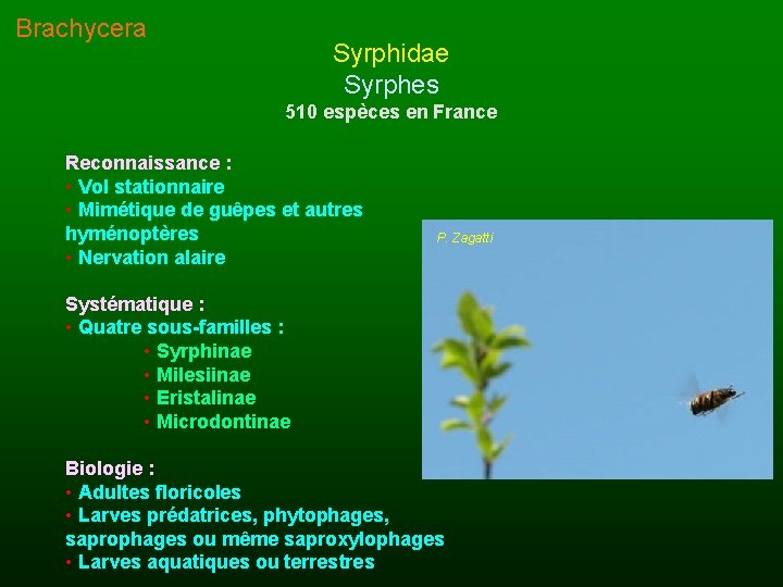 Brachycera Syrphidae Syrphes 510 espèces en France Reconnaissance : • Vol stationnaire • Mimétique