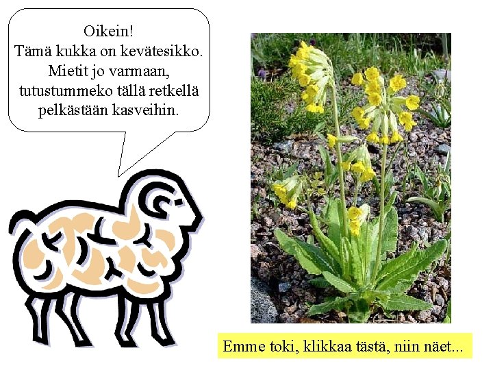 Oikein! Tämä kukka on kevätesikko. Mietit jo varmaan, tutustummeko tällä retkellä pelkästään kasveihin. Emme
