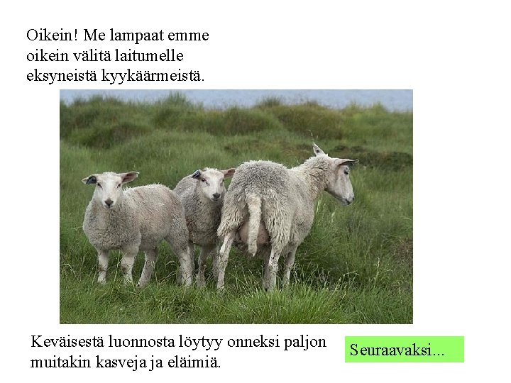 Oikein! Me lampaat emme oikein välitä laitumelle eksyneistä kyykäärmeistä. Keväisestä luonnosta löytyy onneksi paljon