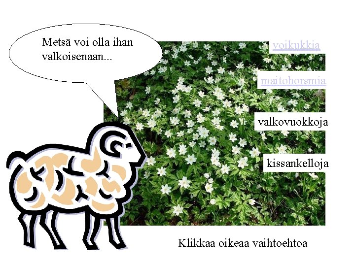 Metsä voi olla ihan valkoisenaan. . . voikukkia maitohorsmia valkovuokkoja kissankelloja Klikkaa oikeaa vaihtoehtoa