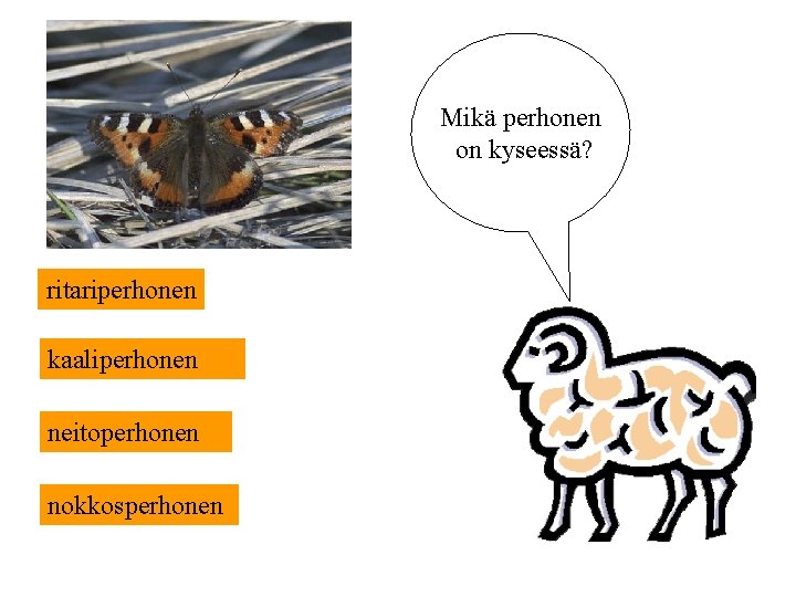 Mikä perhonen on kyseessä? ritariperhonen kaaliperhonen neitoperhonen nokkosperhonen 