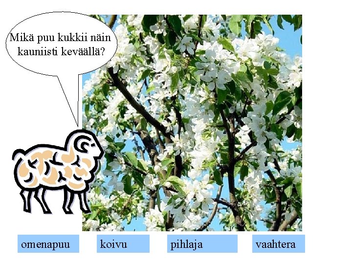 Mikä puu kukkii näin kauniisti keväällä? omenapuu koivu pihlaja vaahtera 