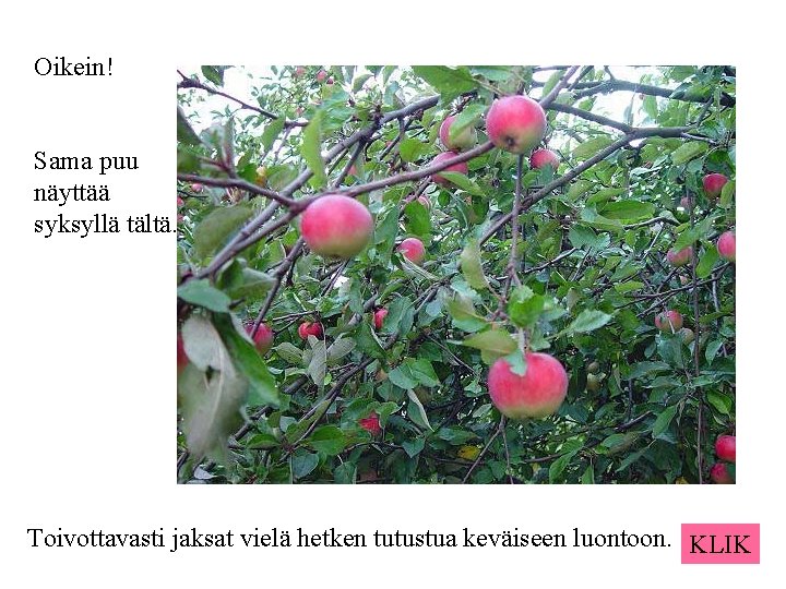 Oikein! Sama puu näyttää syksyllä tältä. Toivottavasti jaksat vielä hetken tutustua keväiseen luontoon. KLIK