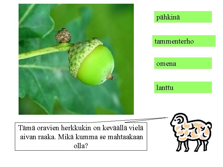 pähkinä tammenterho omena lanttu Tämä oravien herkkukin on keväällä vielä aivan raaka. Mikä kumma