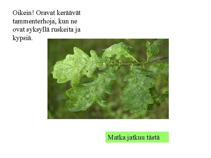 Oikein! Oravat keräävät tammenterhoja, kun ne ovat syksyllä ruskeita ja kypsiä. Matka jatkuu tästä