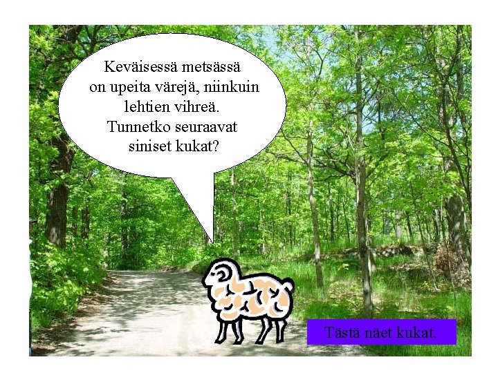 Keväisessä metsässä on upeita värejä, niinkuin lehtien vihreä. Tunnetko seuraavat siniset kukat? Tästä näet