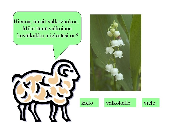 Hienoa, tunsit valkovuokon. Mikä tämä valkoinen kevätkukka mielestäsi on? kielo valkokello vielo 