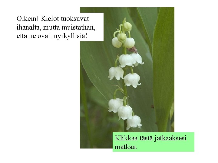 Oikein! Kielot tuoksuvat ihanalta, mutta muistathan, että ne ovat myrkyllisiä! Klikkaa tästä jatkaaksesi matkaa.
