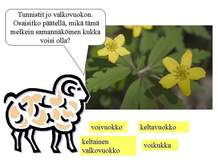 Tunnistit jo valkovuokon. Osaisitko päätellä, mikä tämä melkein samannäköinen kukka voisi olla? voivuokko keltainen