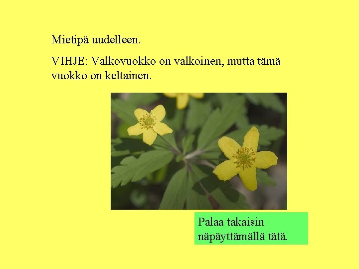 Mietipä uudelleen. VIHJE: Valkovuokko on valkoinen, mutta tämä vuokko on keltainen. Palaa takaisin näpäyttämällä