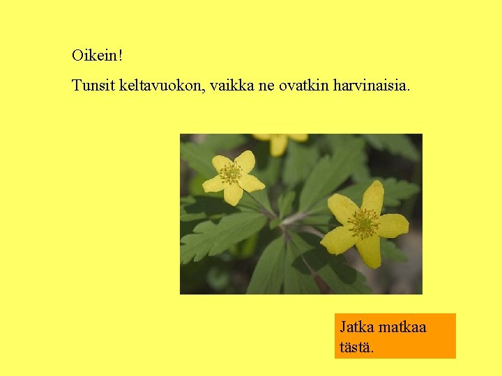 Oikein! Tunsit keltavuokon, vaikka ne ovatkin harvinaisia. Jatka matkaa tästä. 