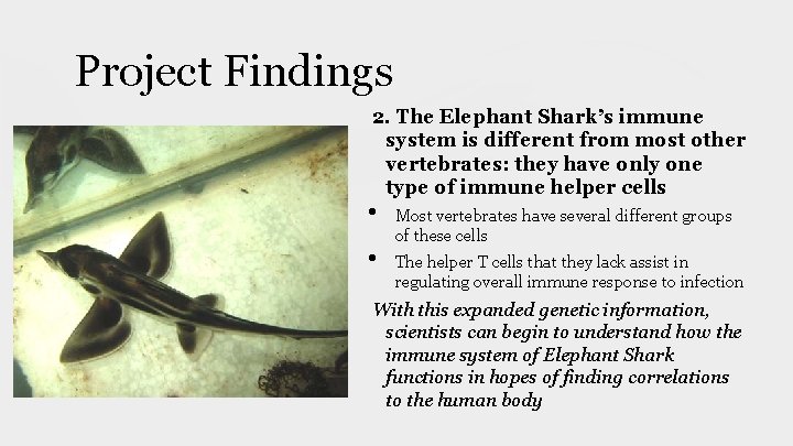 Project Findings 2. The Elephant Shark’s immune system is different from most other vertebrates: Project Findings 2. The Elephant Shark’s immune system is different from most other vertebrates: