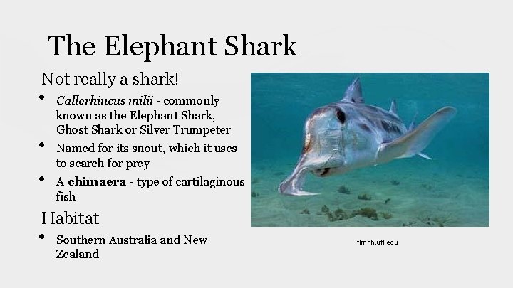 The Elephant Shark Not really a shark! • • • Callorhincus milii - commonly The Elephant Shark Not really a shark! • • • Callorhincus milii - commonly