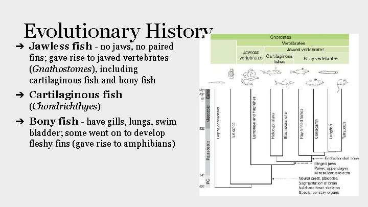 Evolutionary History ➔ Jawless fish - no jaws, no paired fins; gave rise to Evolutionary History ➔ Jawless fish - no jaws, no paired fins; gave rise to