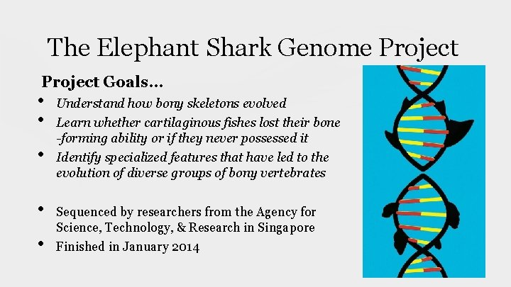 The Elephant Shark Genome Project Goals. . . • • • Understand how bony The Elephant Shark Genome Project Goals. . . • • • Understand how bony