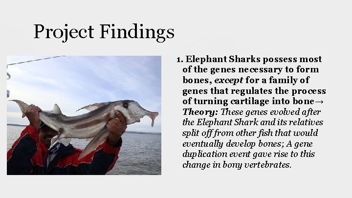 Project Findings 1. Elephant Sharks possess most of the genes necessary to form bones, Project Findings 1. Elephant Sharks possess most of the genes necessary to form bones,