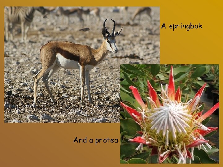 A springbok And a protea 