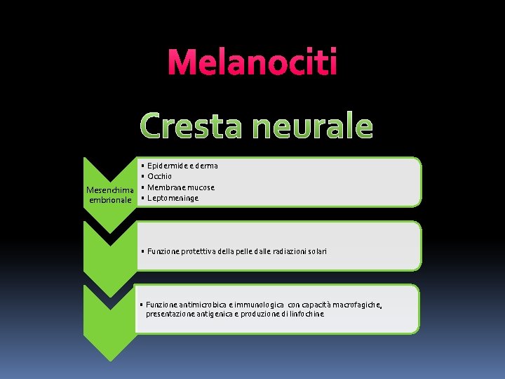 Melanociti Cresta neurale • Epidermide e derma • Occhio Mesenchima • Membrane mucose embrionale
